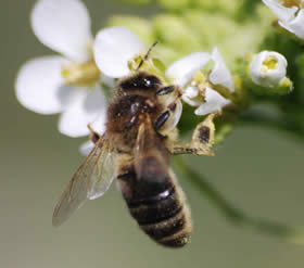 De honingbij